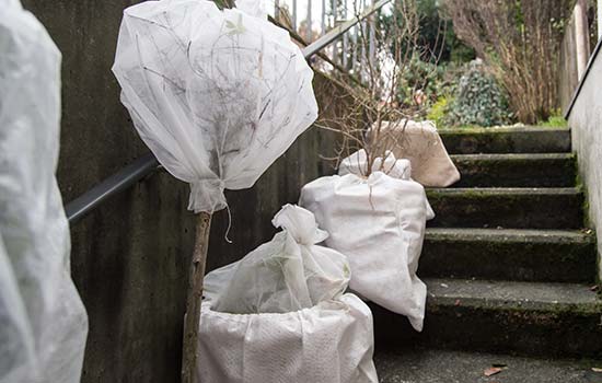 plants covered in fabric for the winter