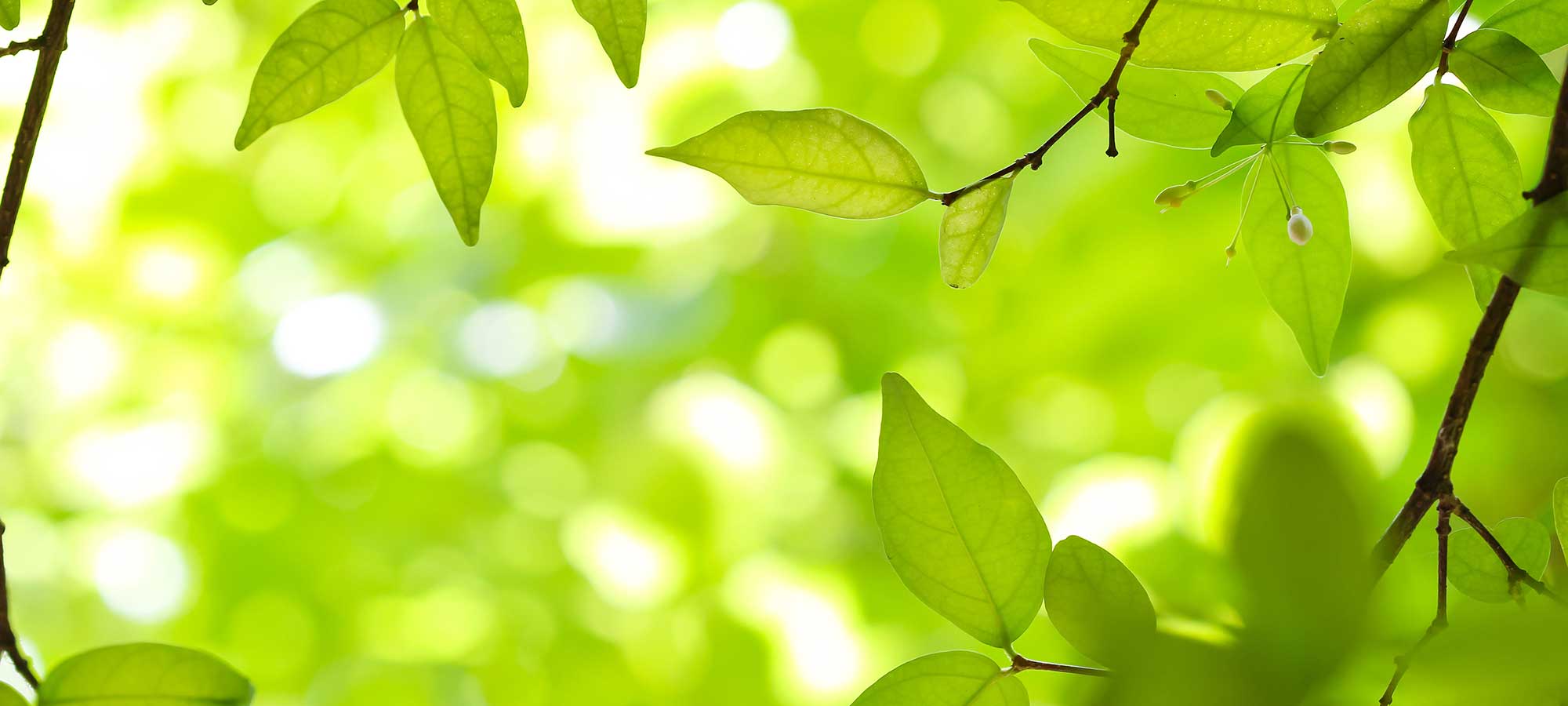 leaves