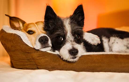 two dogs sitting in a dog bed