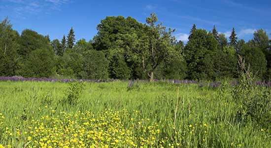 open field with grass and trees