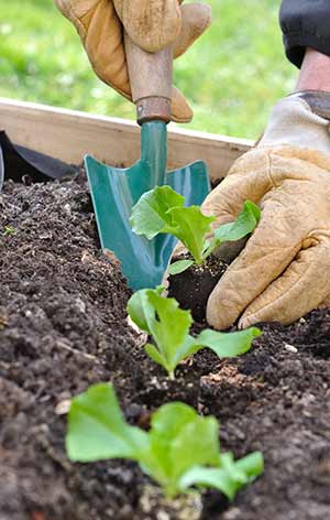 gloved hands with a small shovel putting soil around a small, green plant in a garden