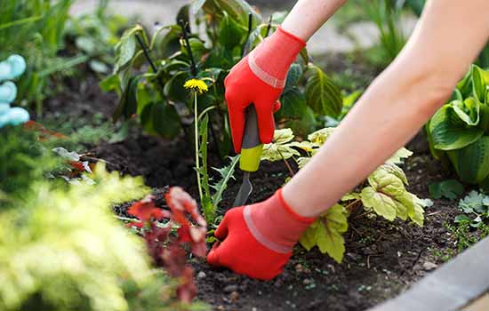 hands wearing gardening gloves placing a plant in soil