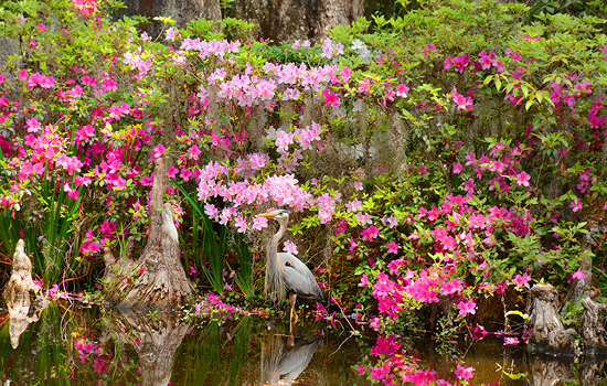 Living in Charleston means being surrounded by great natural scenery, like that pictured in this photograph of a great blue heron among the azaleas at Magnolia Plantation and Gardens