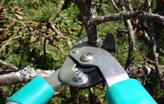 pruning shears