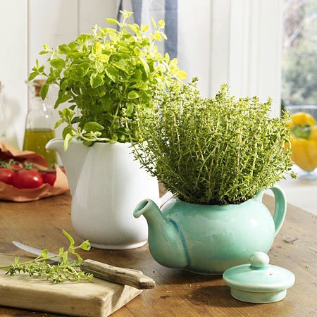 herbs growing in teapots