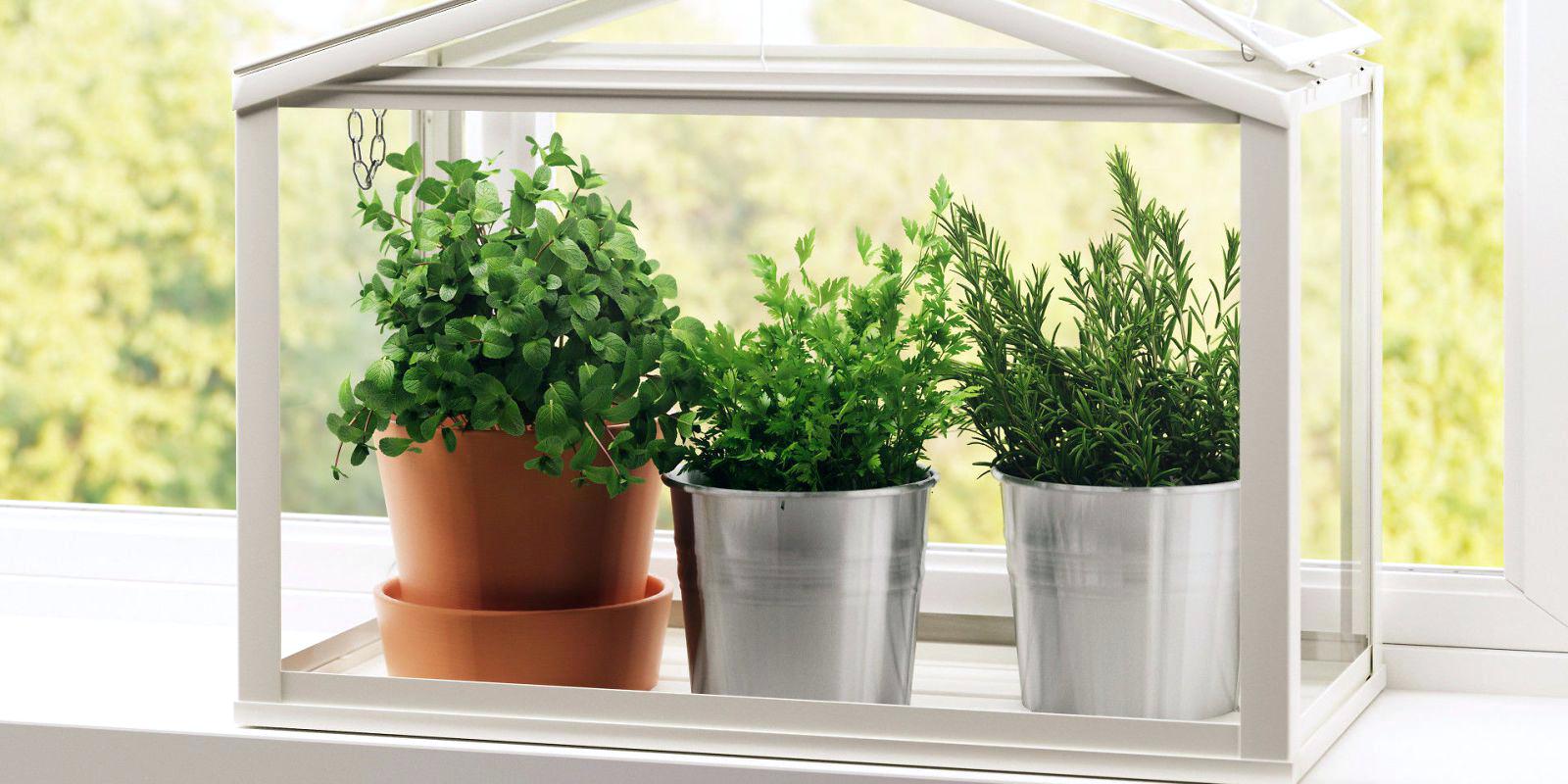 herbs in planters